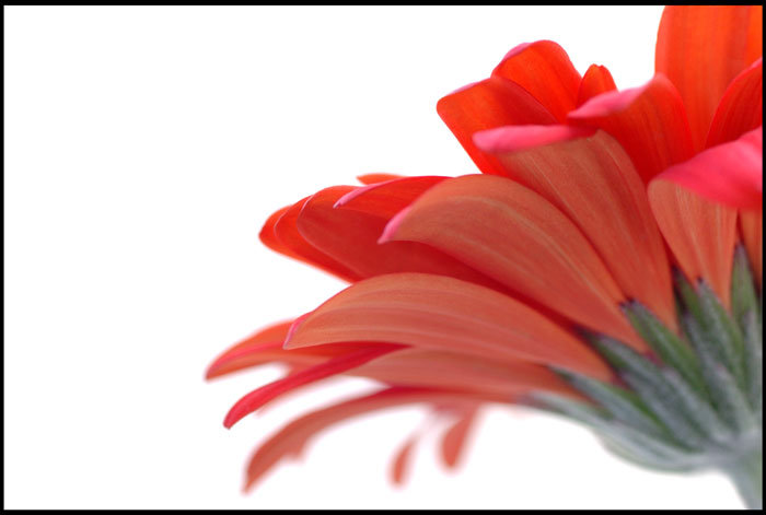 цветок - ромашка, красный, гербера, цветок, минимализм - оригинал