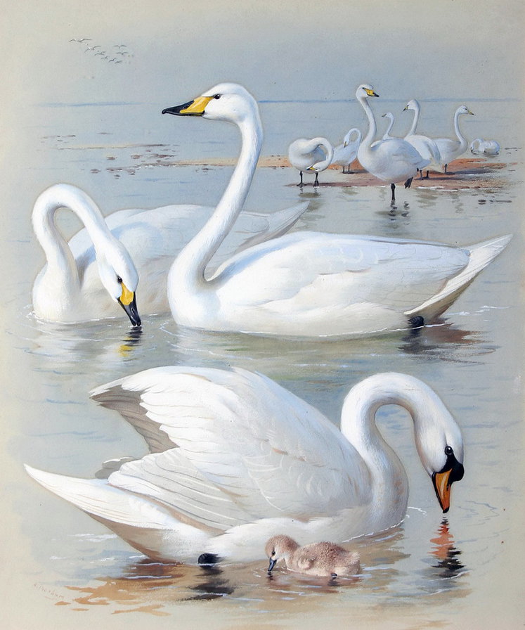 Белые лебеди - живопись, лебеди, арчибальд торбен, птицы - оригинал