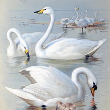 Оригинал схемы вышивки «Белые лебеди» (№618520)