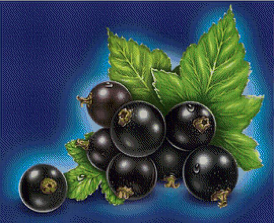 Черная смородина - ягоды, натюрморт - предпросмотр