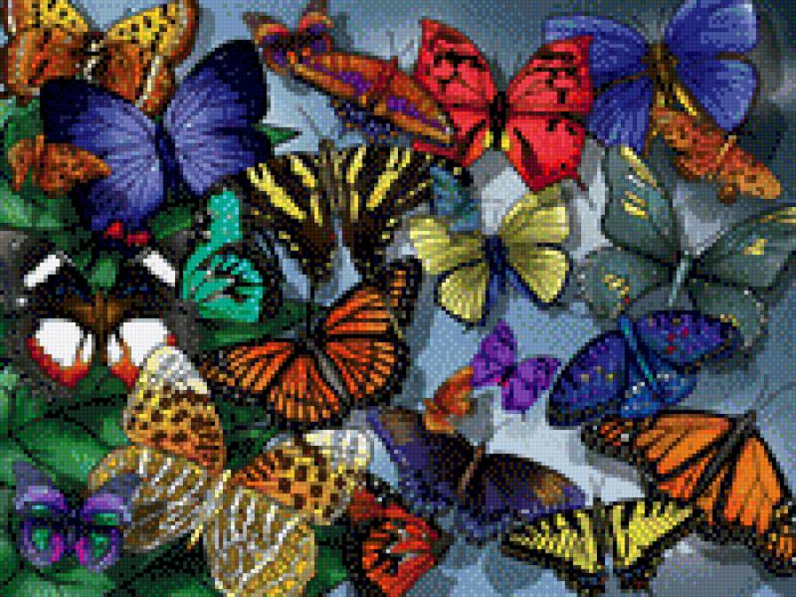 Бабочки - природа, бабочка, насекомые - предпросмотр