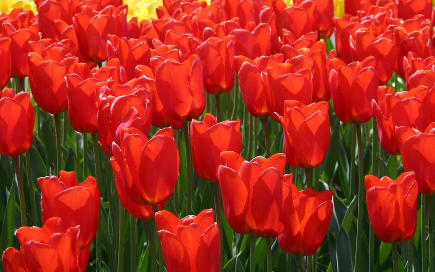 красные тюльпана - тюльпаны, поле, красное, цветы - оригинал