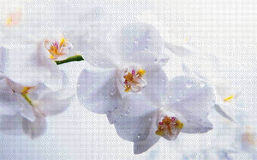 Белые цветы - цветы, красота, природа, растения, картина - предпросмотр