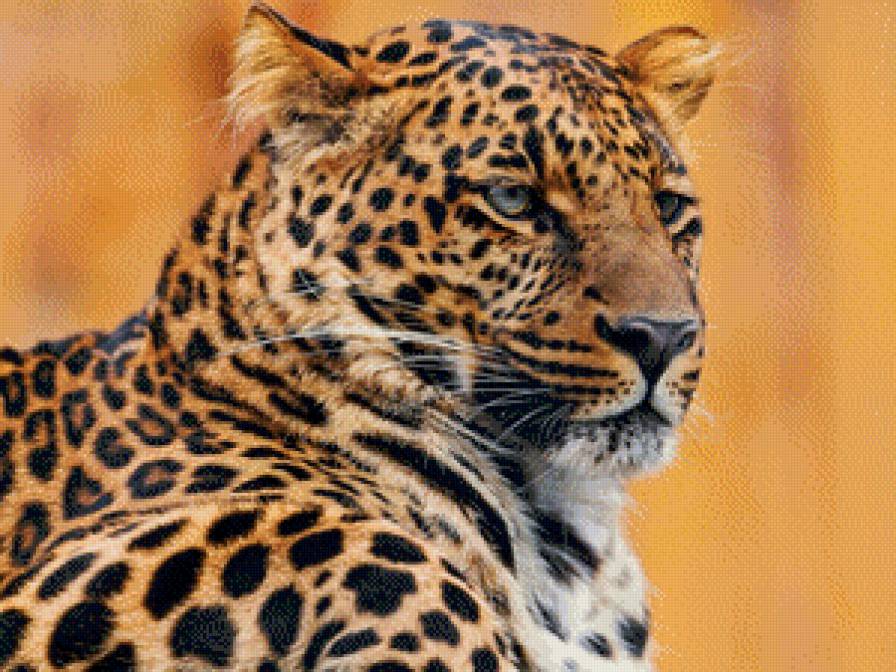 ягуар - картина, природа, большие кошки, хищник, ягуар, животные - предпросмотр