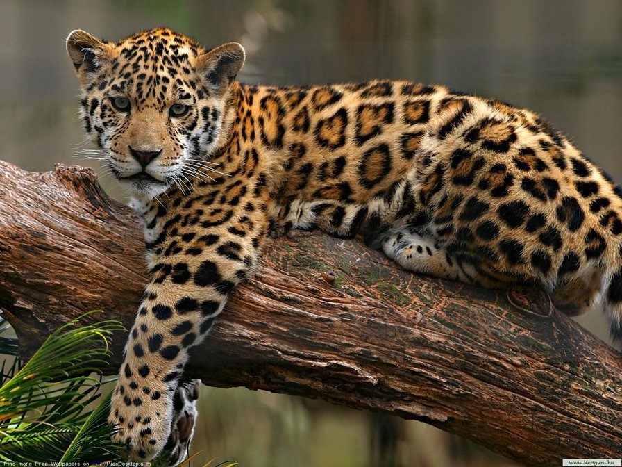 леопард - большие кошки, природа, картина, хищник, животные, леопард - оригинал