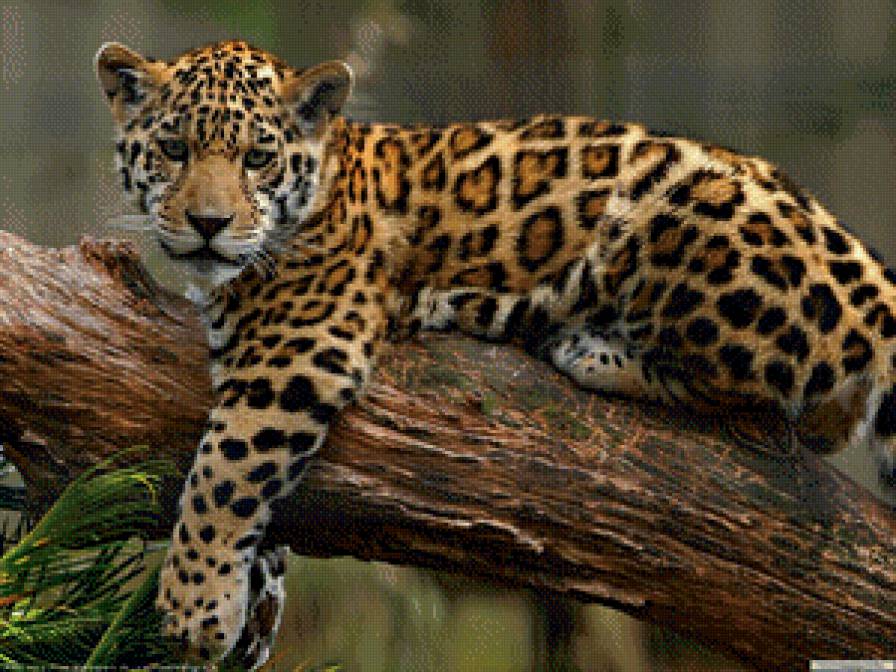 леопард - большие кошки, природа, хищник, животные, леопард, картина - предпросмотр