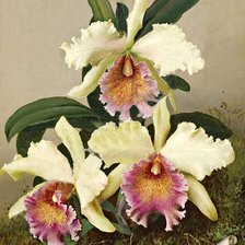 Оригинал схемы вышивки «орхидеи» (№619660)