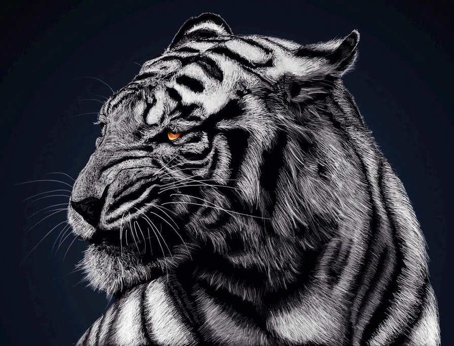 №619932 - зверь, животное, тигр, кошка - оригинал