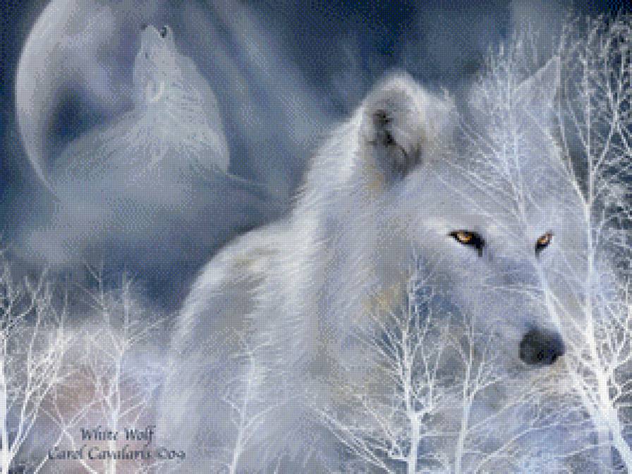 Волк Акела - природа, волк, хищник, животные - предпросмотр