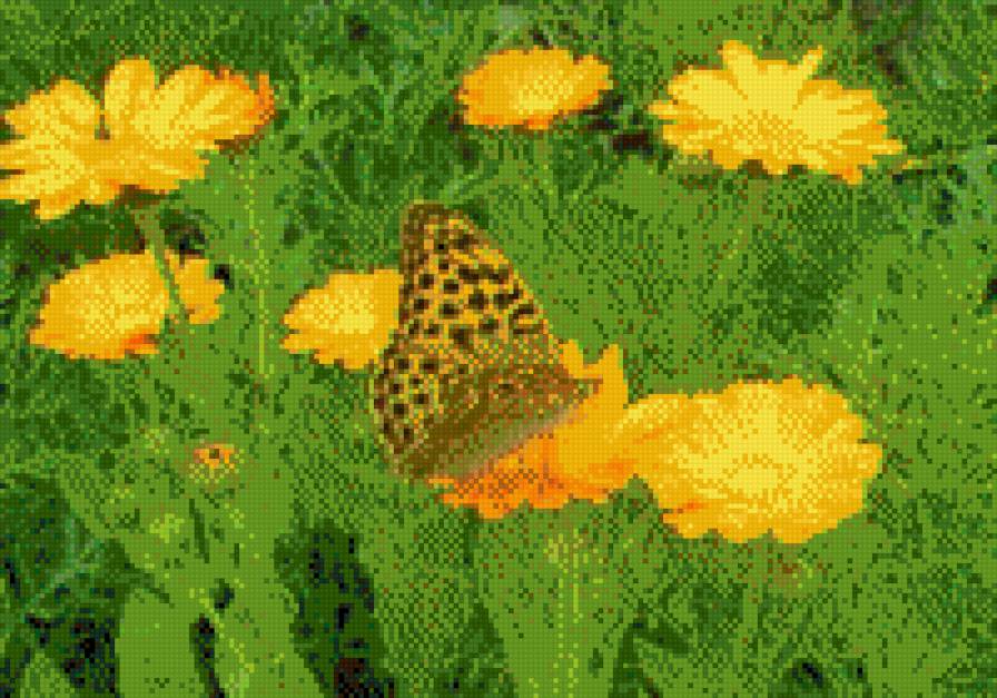 бабочка на привале - бабочка, цветы - предпросмотр