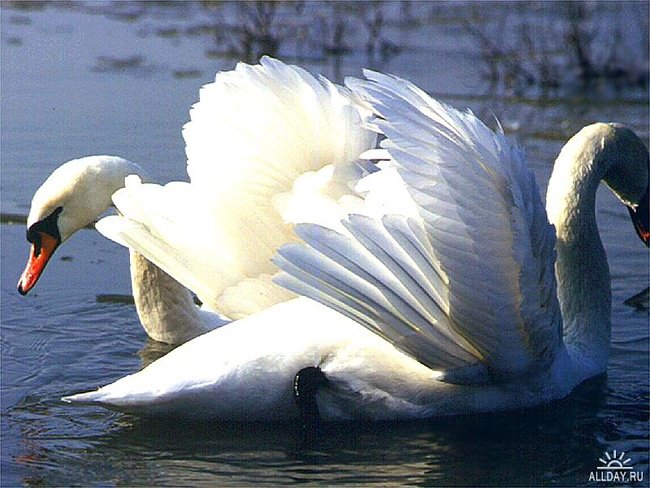 лебединая верность - птицы, лебеди, природа, любовь, верность, вода - оригинал