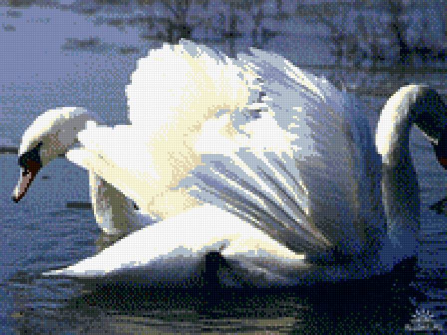 лебединая верность - птицы, лебеди, верность, вода, природа, любовь - предпросмотр
