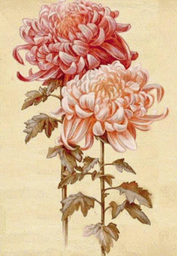 хризантемы - цветы - предпросмотр