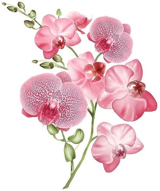 розовая орхидея - экзотические цветы, орхидея, розовые цветы - оригинал