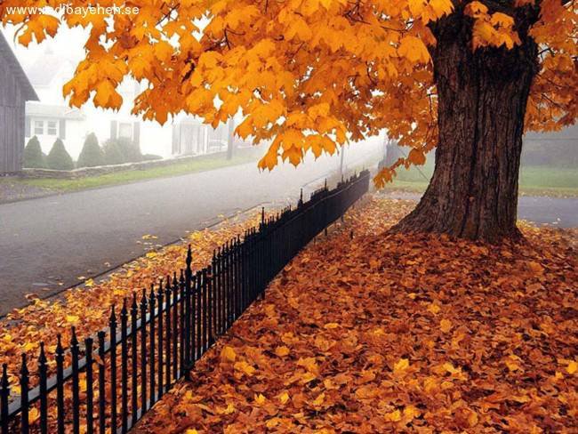 осень - времена года, осень, забор, листья, дорога - оригинал
