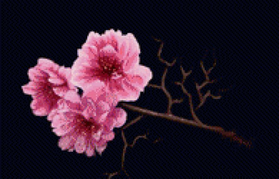 Сакура - ветка, цветущая сакура, цветы - предпросмотр
