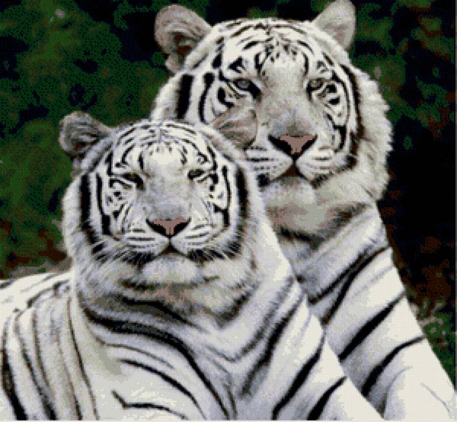 тигры - белые тигры, тигры - предпросмотр