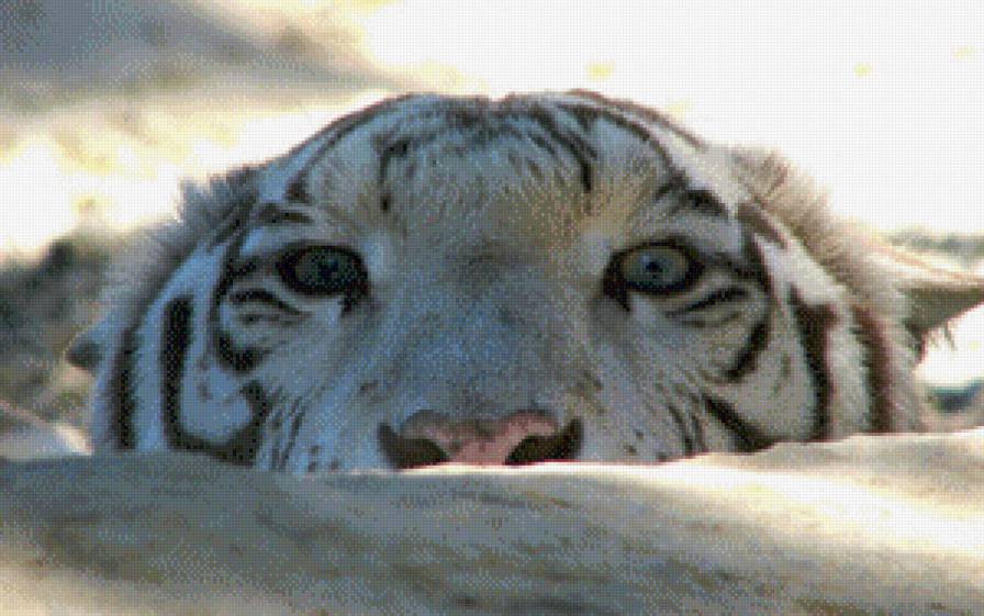 №623368 - тигр, животное, хищник - предпросмотр