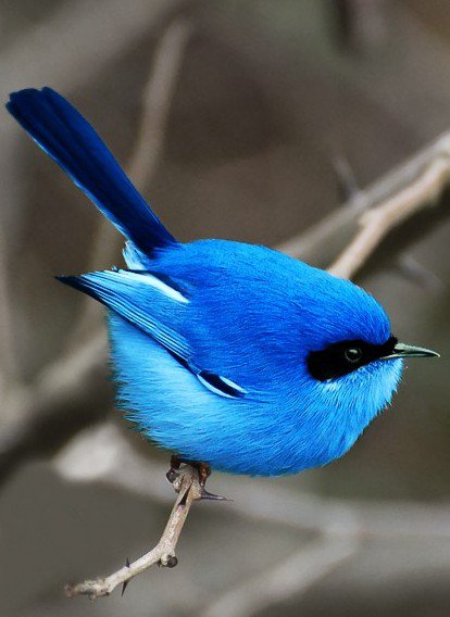 синяя птица 1 - птица - оригинал