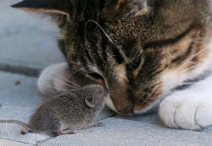 кошки-мышки - кот, мышь - оригинал