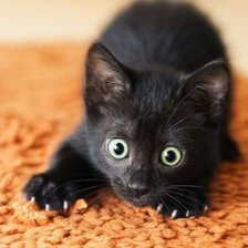 черный кот