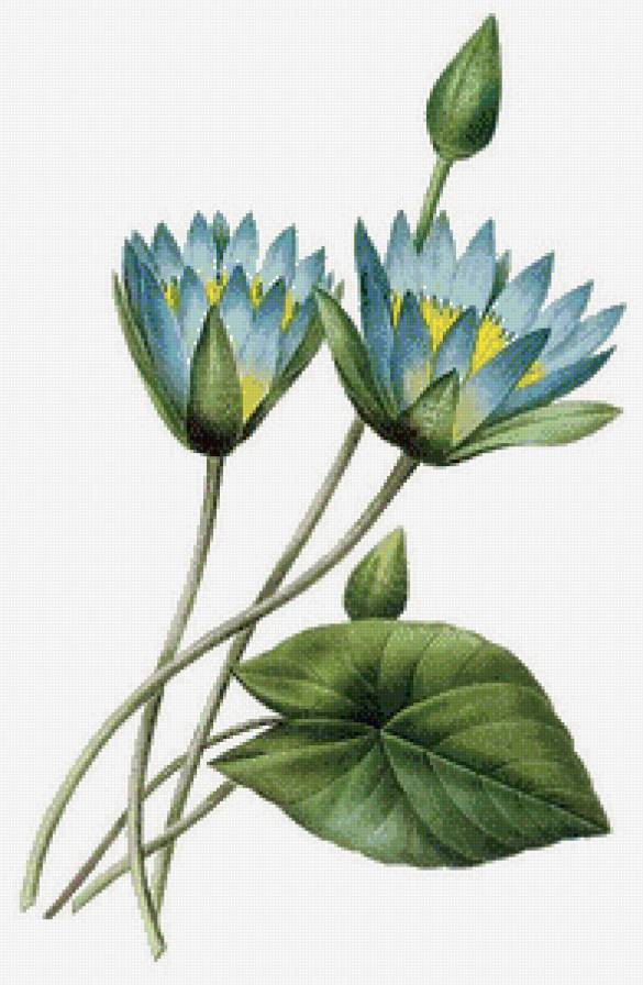 Голубой лотос - цветы, азия, восток - предпросмотр