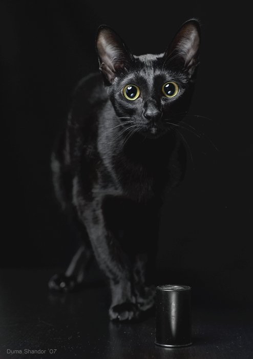Кот - черный фон, кот - оригинал