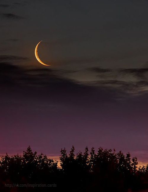 Ночное небо - луна, лес, природа - оригинал