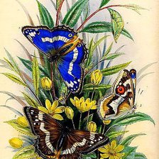 Схема вышивки «Бабочки на цветке»