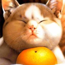 Оригинал схемы вышивки «кот и апельсин» (№625938)