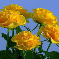 Схема вышивки «жолтые розы»