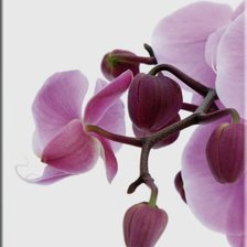 Оригинал схемы вышивки «Орхидея1» (№627392)
