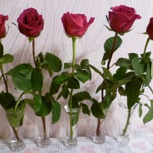 Схема вышивки «розы в стаканах»