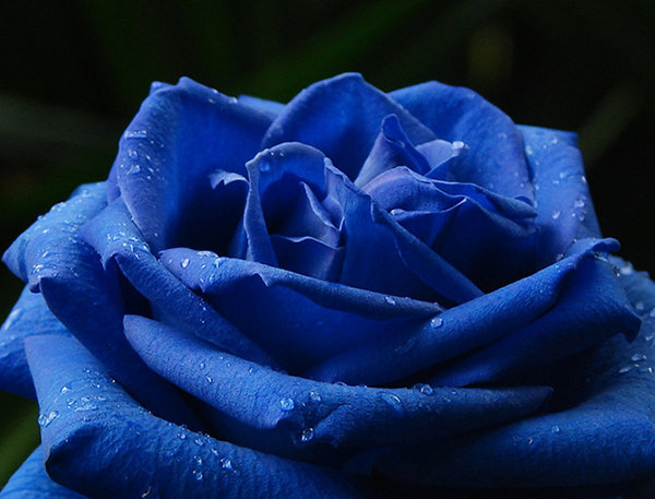 синяя роза - синяя роза, роза - оригинал