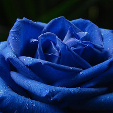 Оригинал схемы вышивки «синяя роза» (№627970)