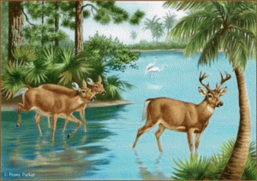 Олени - животные, река, олень, пейзаж - предпросмотр