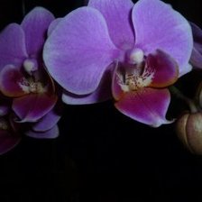 Оригинал схемы вышивки «орхидея» (№628588)