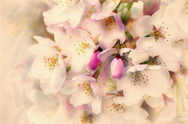 абрикосовый цвет - цветы, природа, весна, абрикос - оригинал