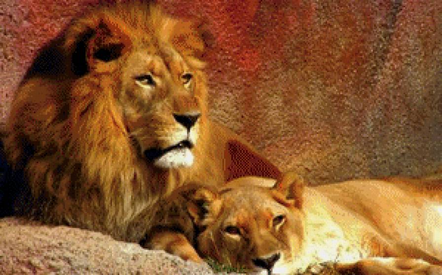 Львиное семейство - львы, животные, дикая природа - предпросмотр
