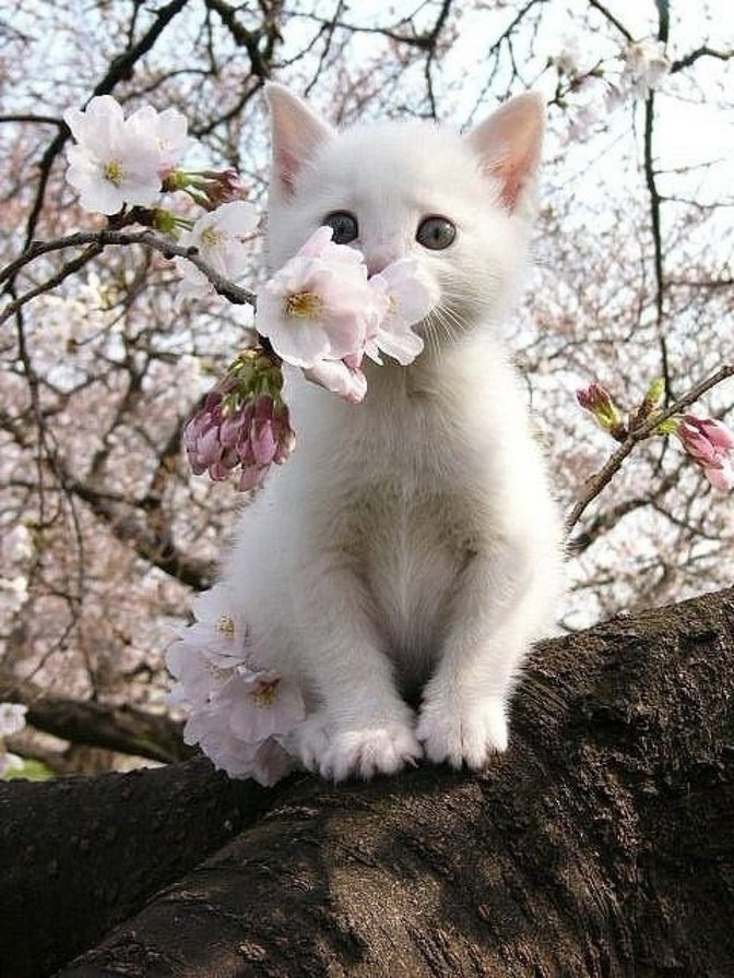 Котик и сакура - япония, животные, красиво, сакура, природа, котик, кот - оригинал