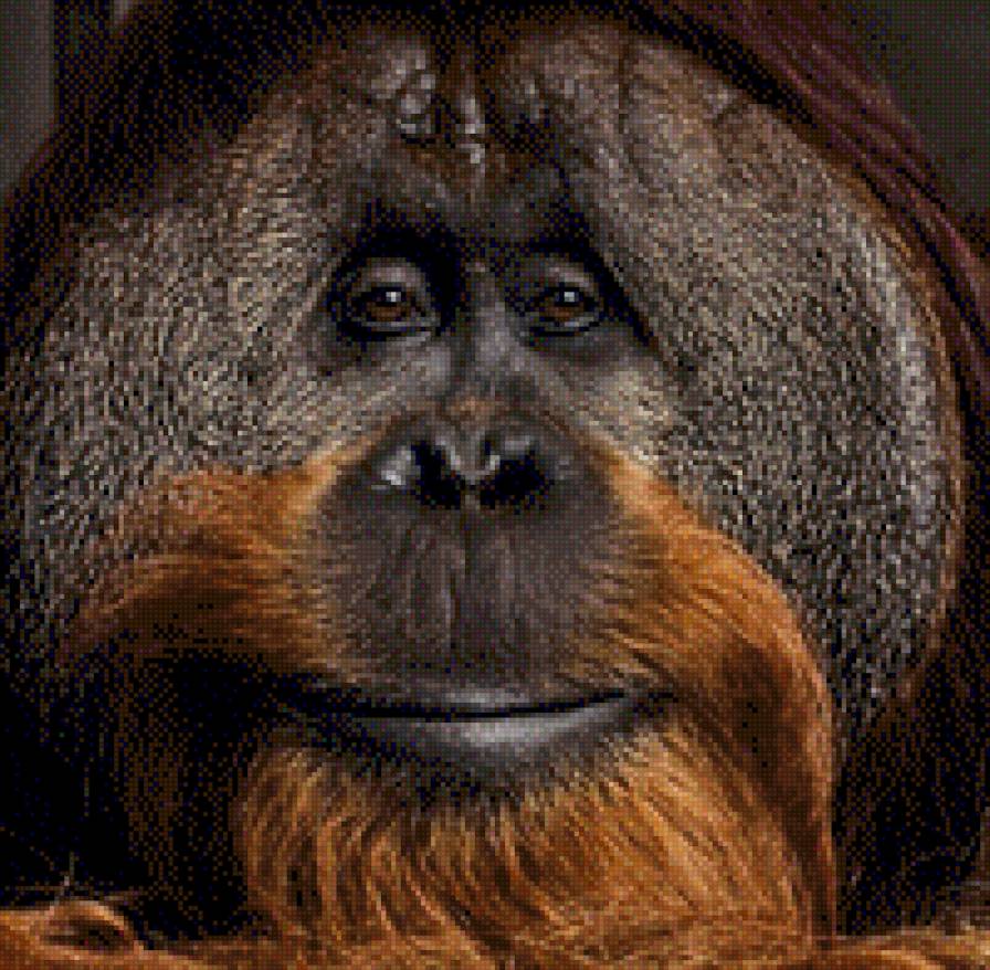 Горилла - животные, горилла, лицо, примат - предпросмотр