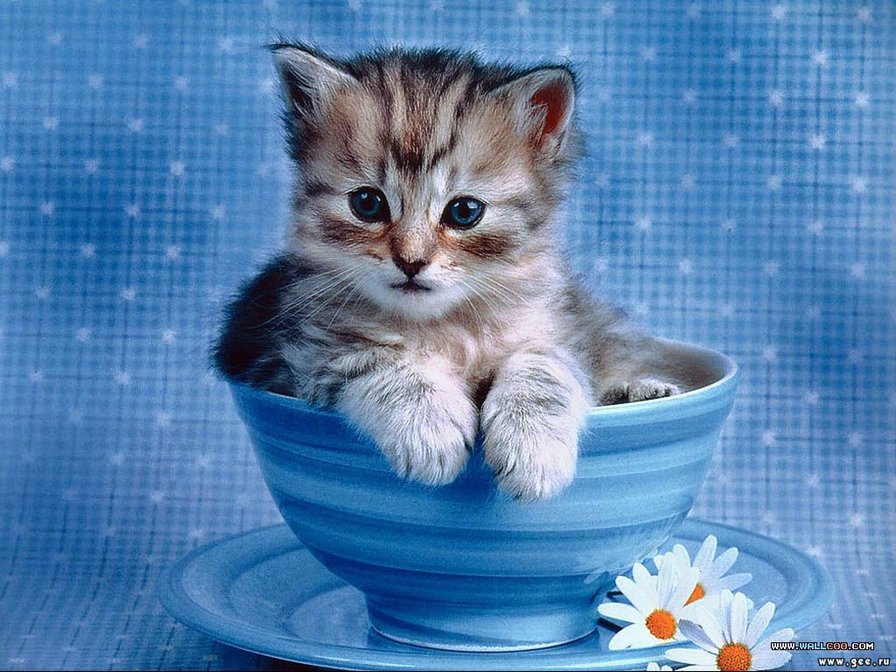 котенок - котенок, кошка.чашка.цветы. ромашки - оригинал