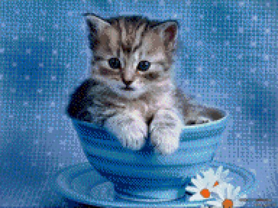 котенок - кошка.чашка.цветы. ромашки, котенок - предпросмотр