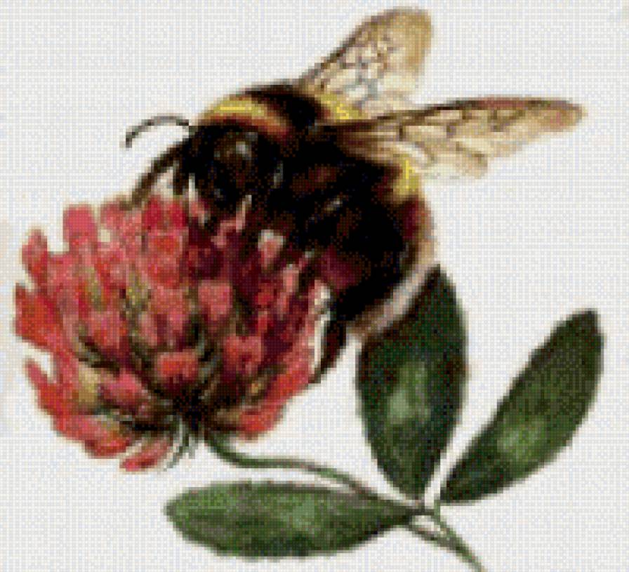пчела - клевер, пчела, цветок - предпросмотр