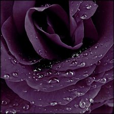 Схема вышивки «фиолетовая роза»