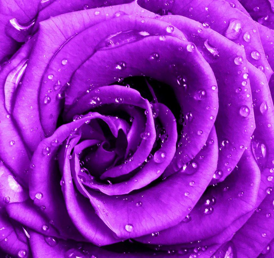 фиолетовая роза - роза - оригинал