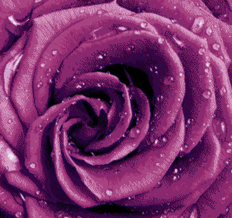 фиолетовая роза - роза - предпросмотр