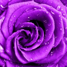Оригинал схемы вышивки «фиолетовая роза» (№630207)