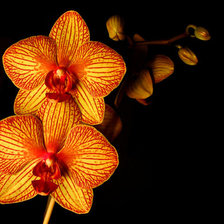 Схема вышивки «оранжева орхідея»