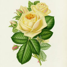 Оригинал схемы вышивки «Роза» (№630395)